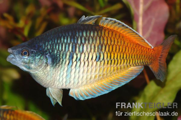 Boesemans Regenbogenfisch - Melanotaenia boesemani